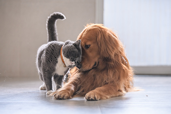 Pet Care Pet Care